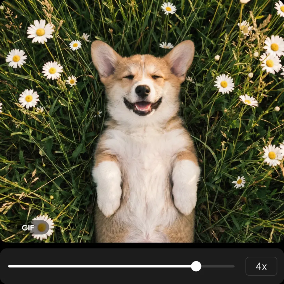 stříhejte a loopujte video na gif